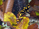 26-La Salamandra P.jpg