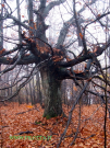 21-Albero del bosco di Camere P.jpg