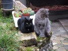 GATTI 2